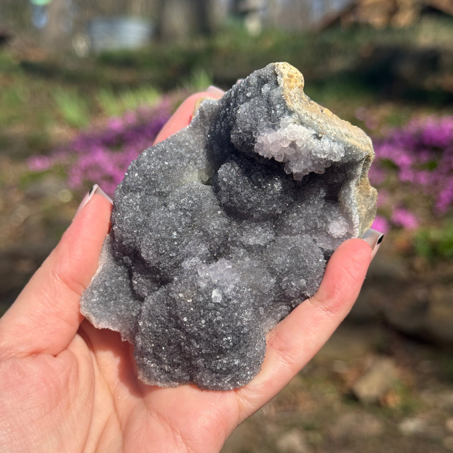 Amethyst Pine