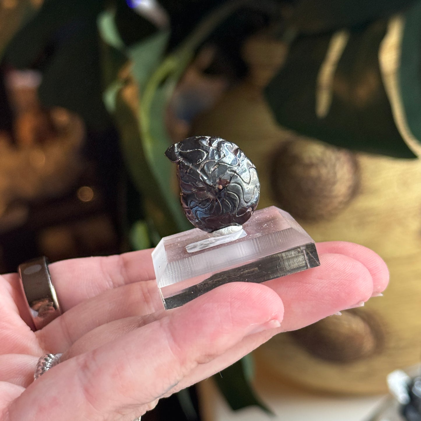 Goniatite Fossil