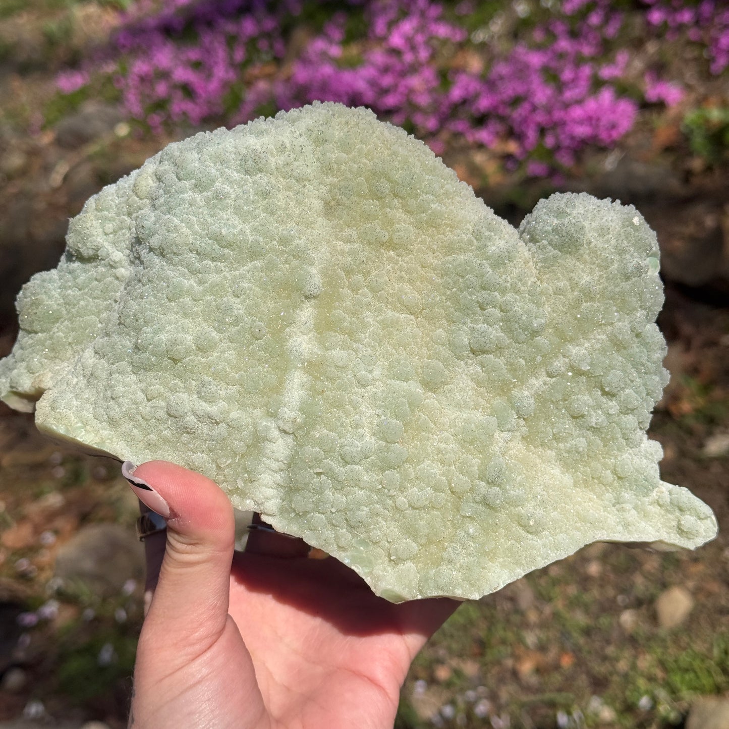 Amethyst Pine