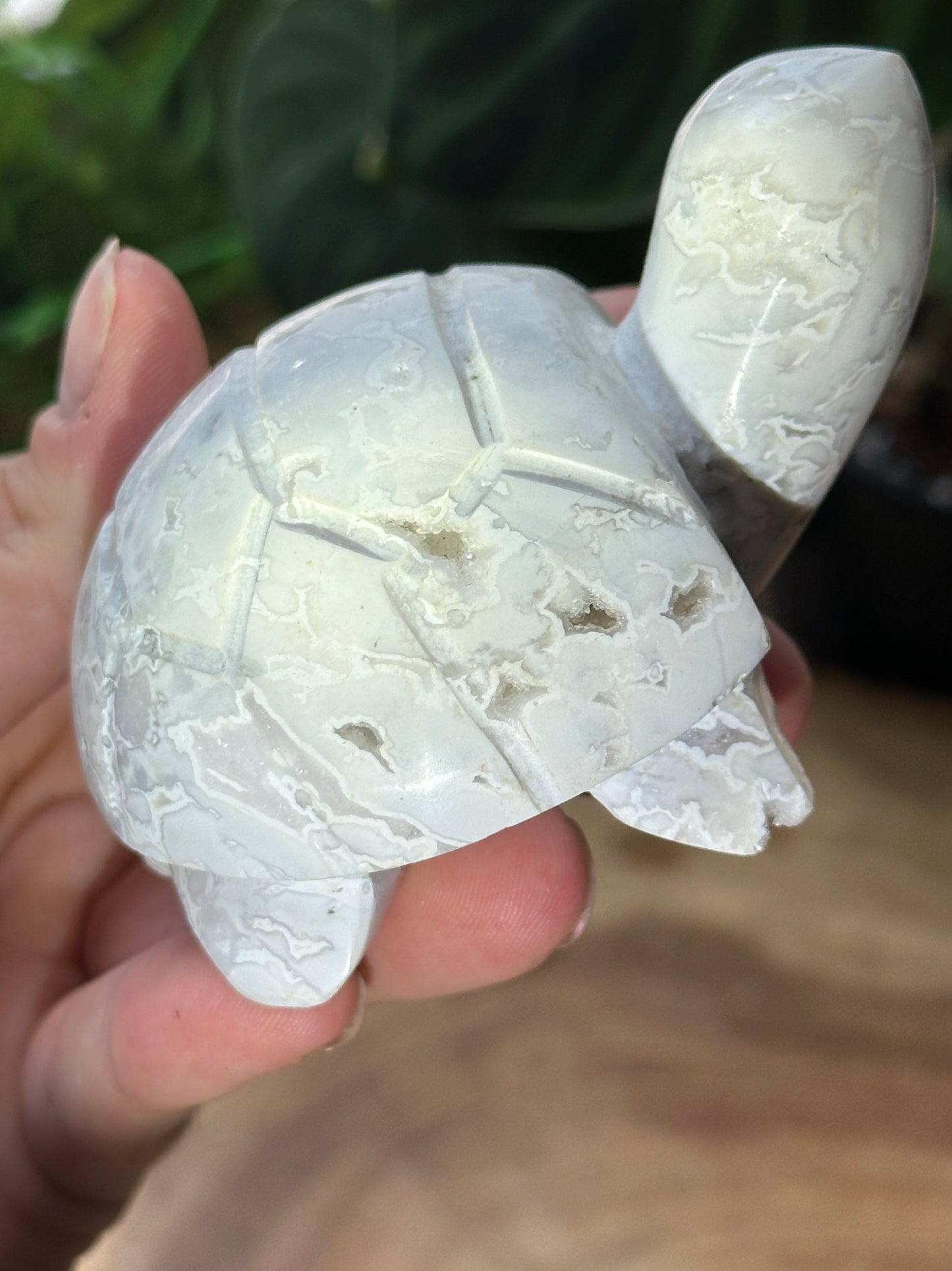 Snow Agate Turtle