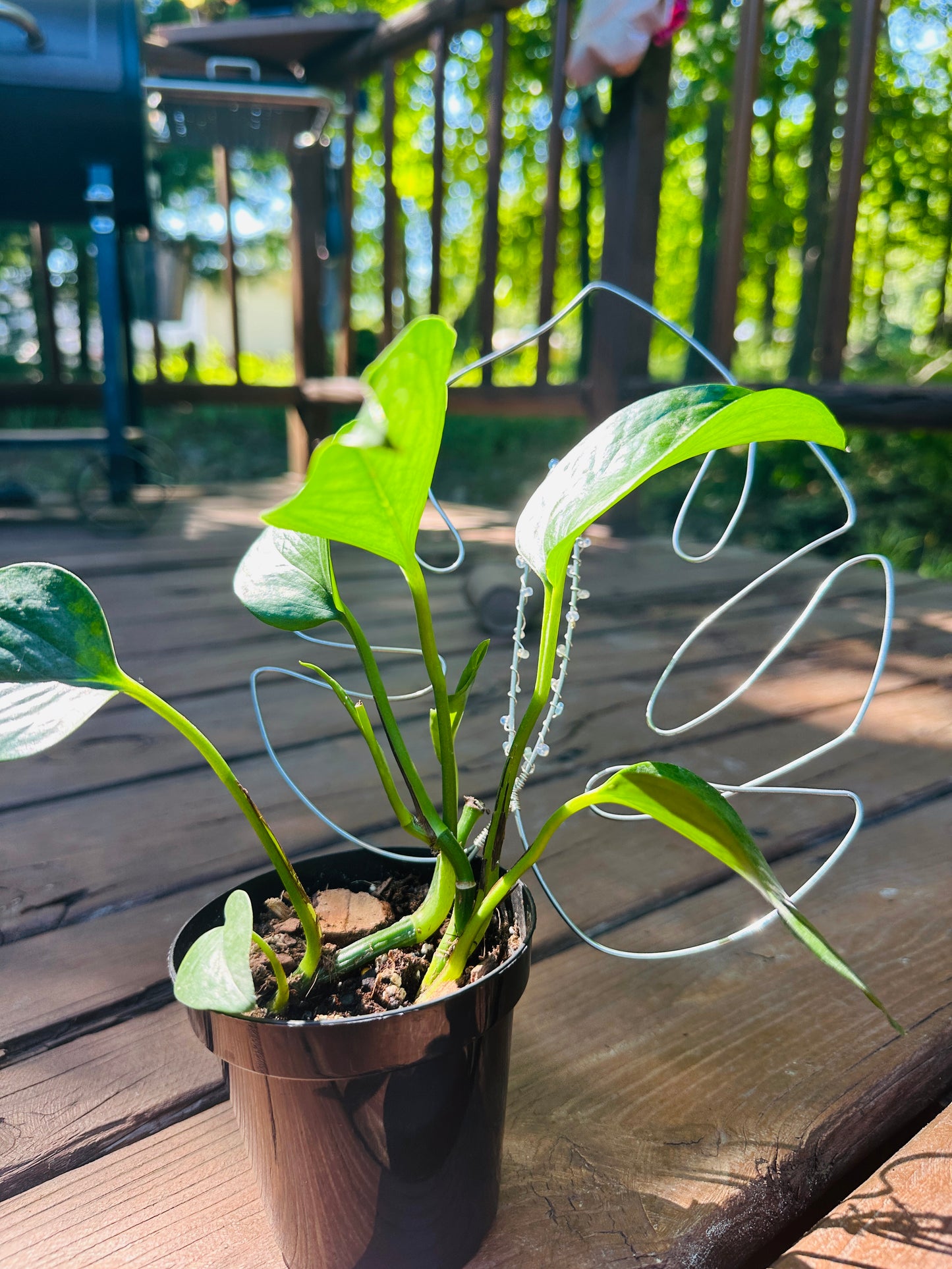 Plant Accessory - Monstera Leaf