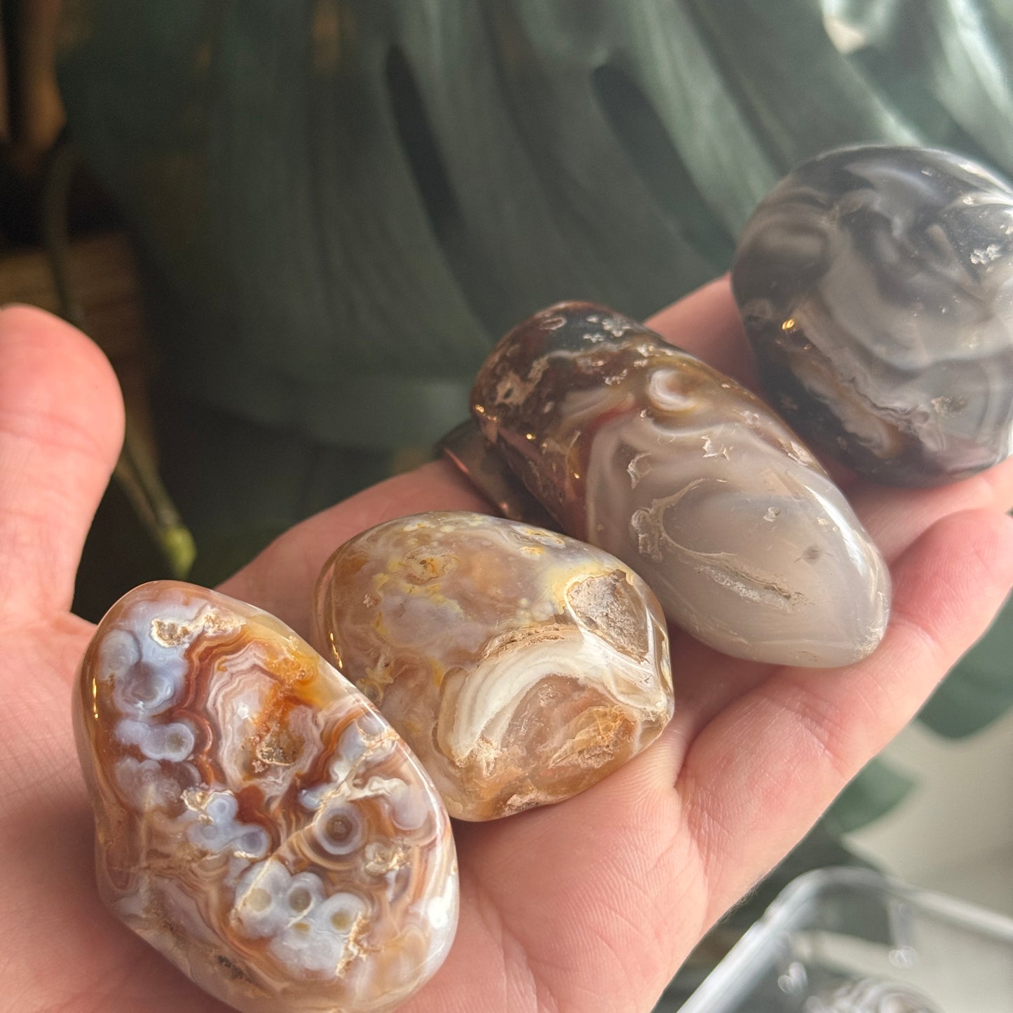Occo Agate (tiff picks)