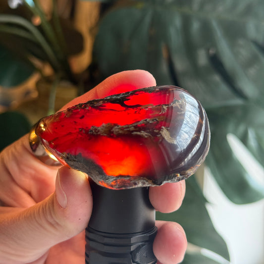 Sumatran Amber