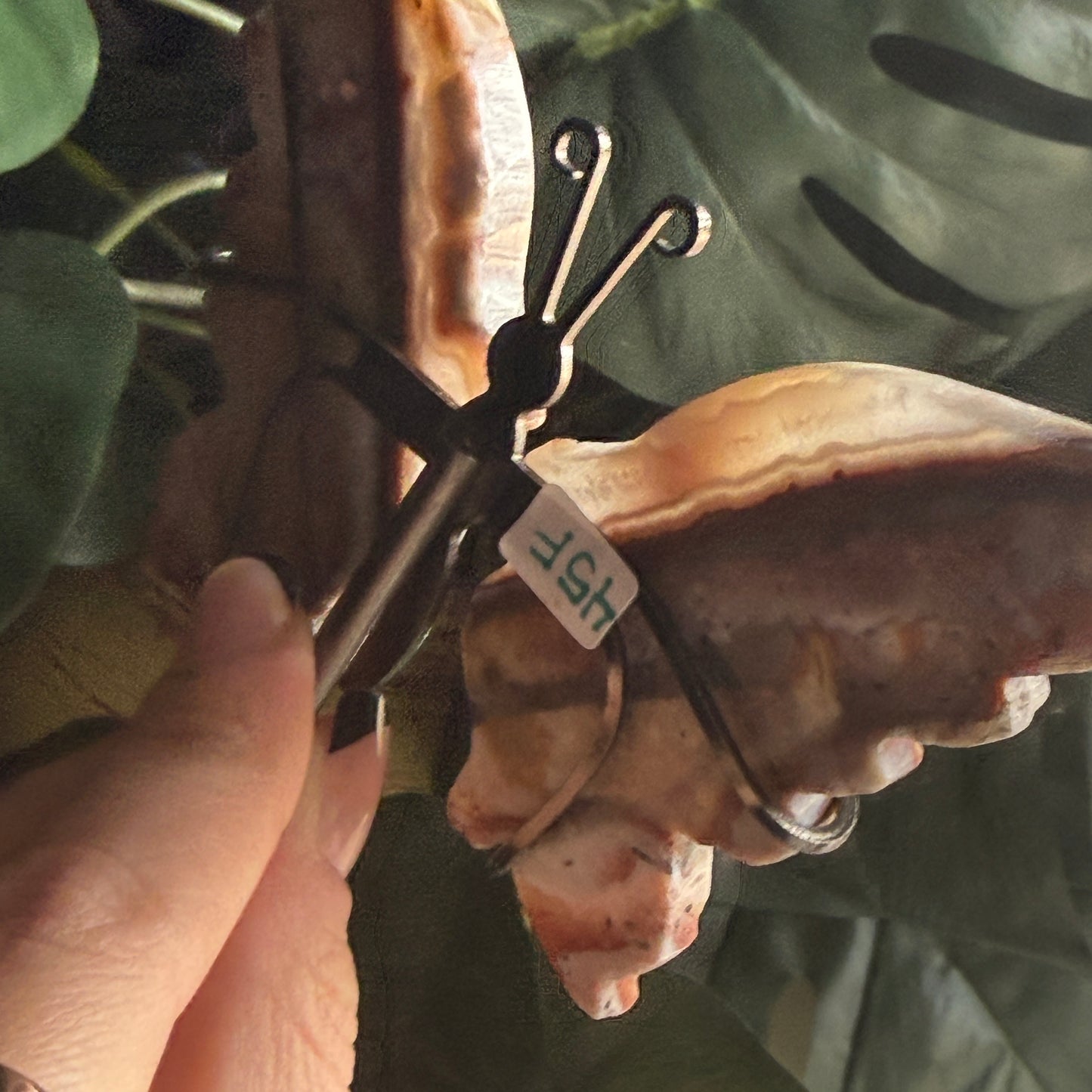 Jasper Butterfly Wings on Stand F