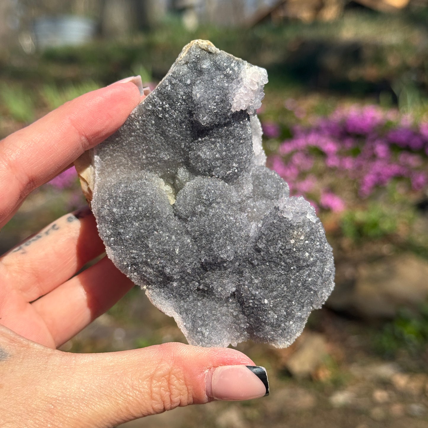 Amethyst Pine