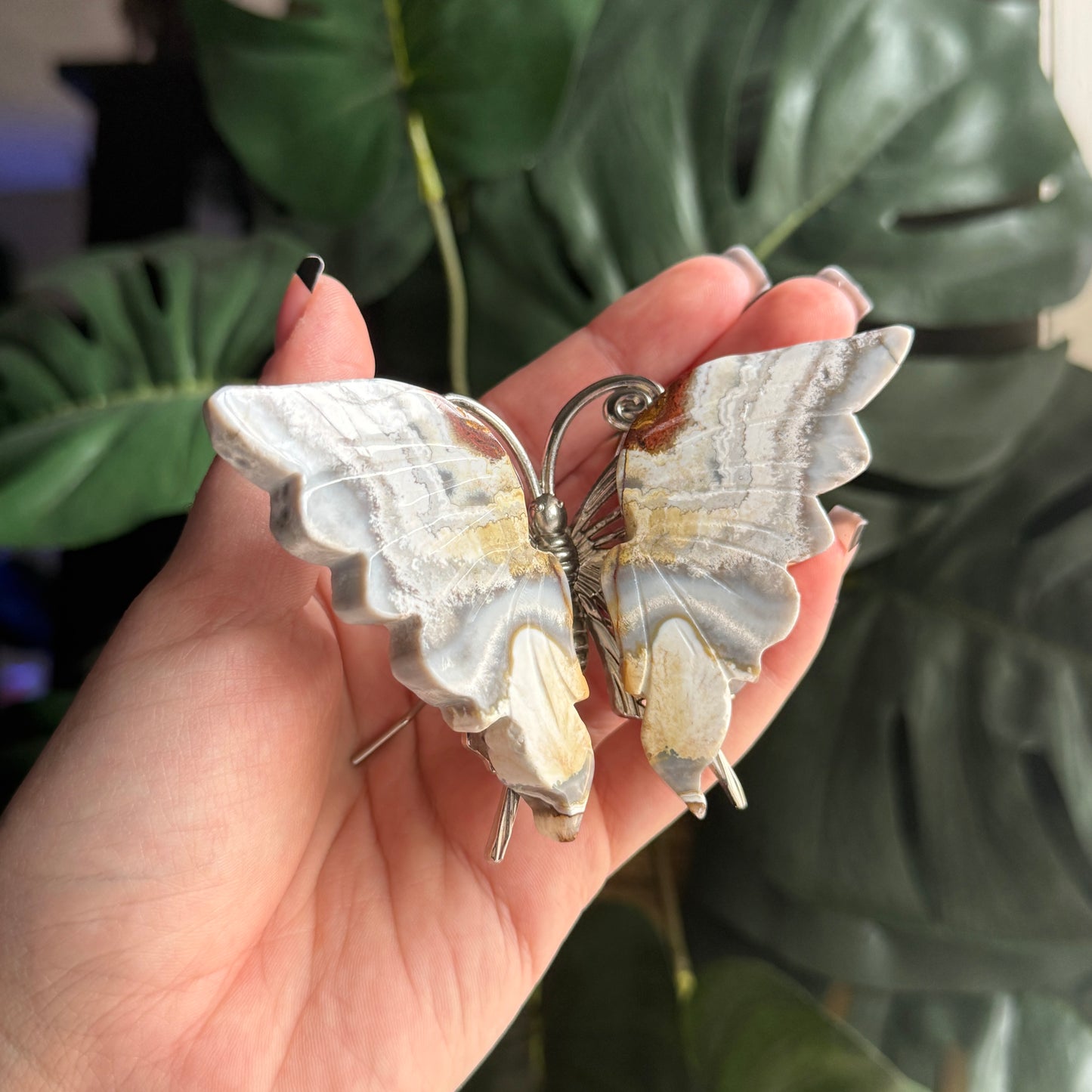 Crazy Lace Butterfly N