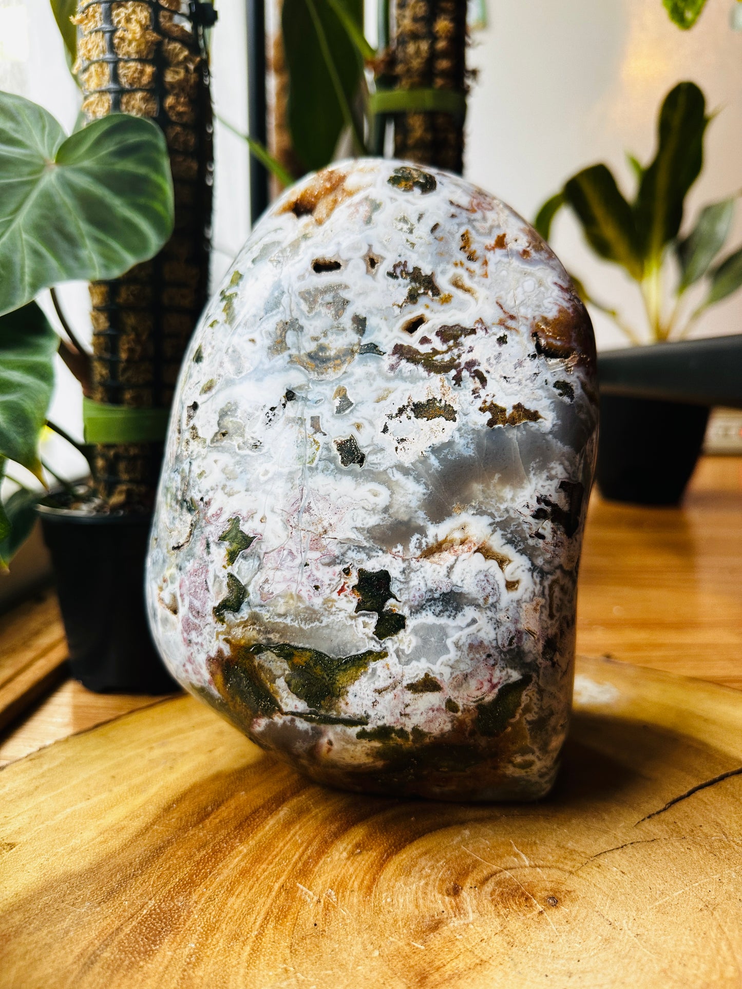 Jasper Freeform 8lbs