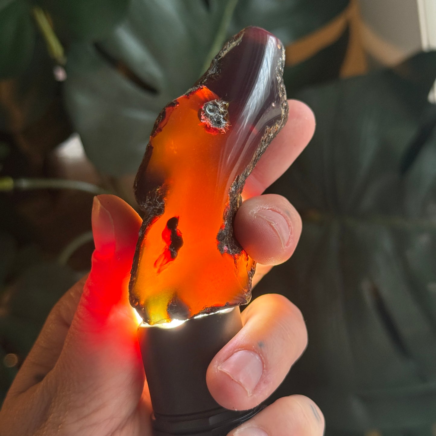 Sumatran Amber