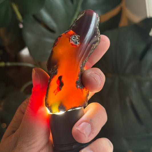 Sumatran Amber