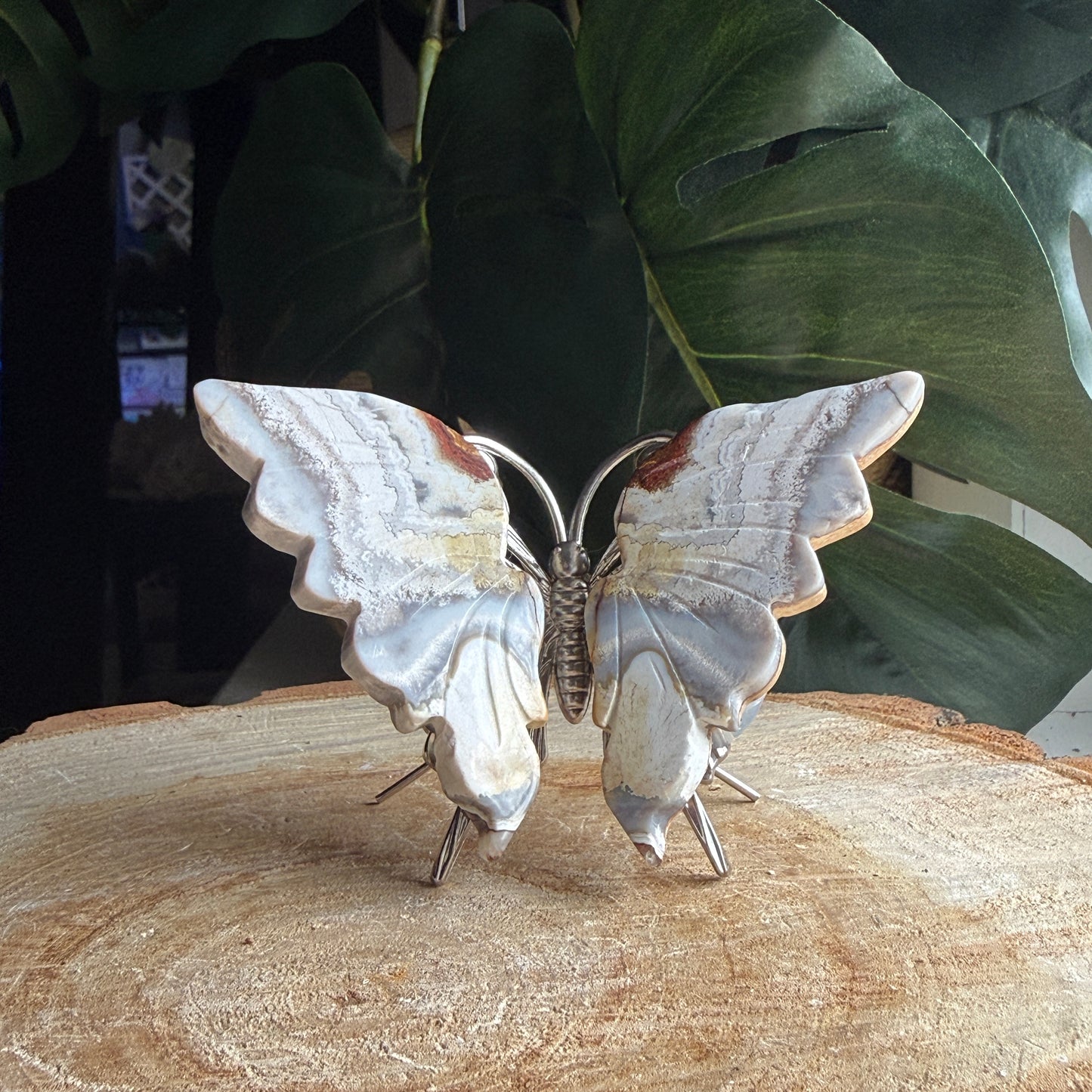 Crazy Lace Butterfly N