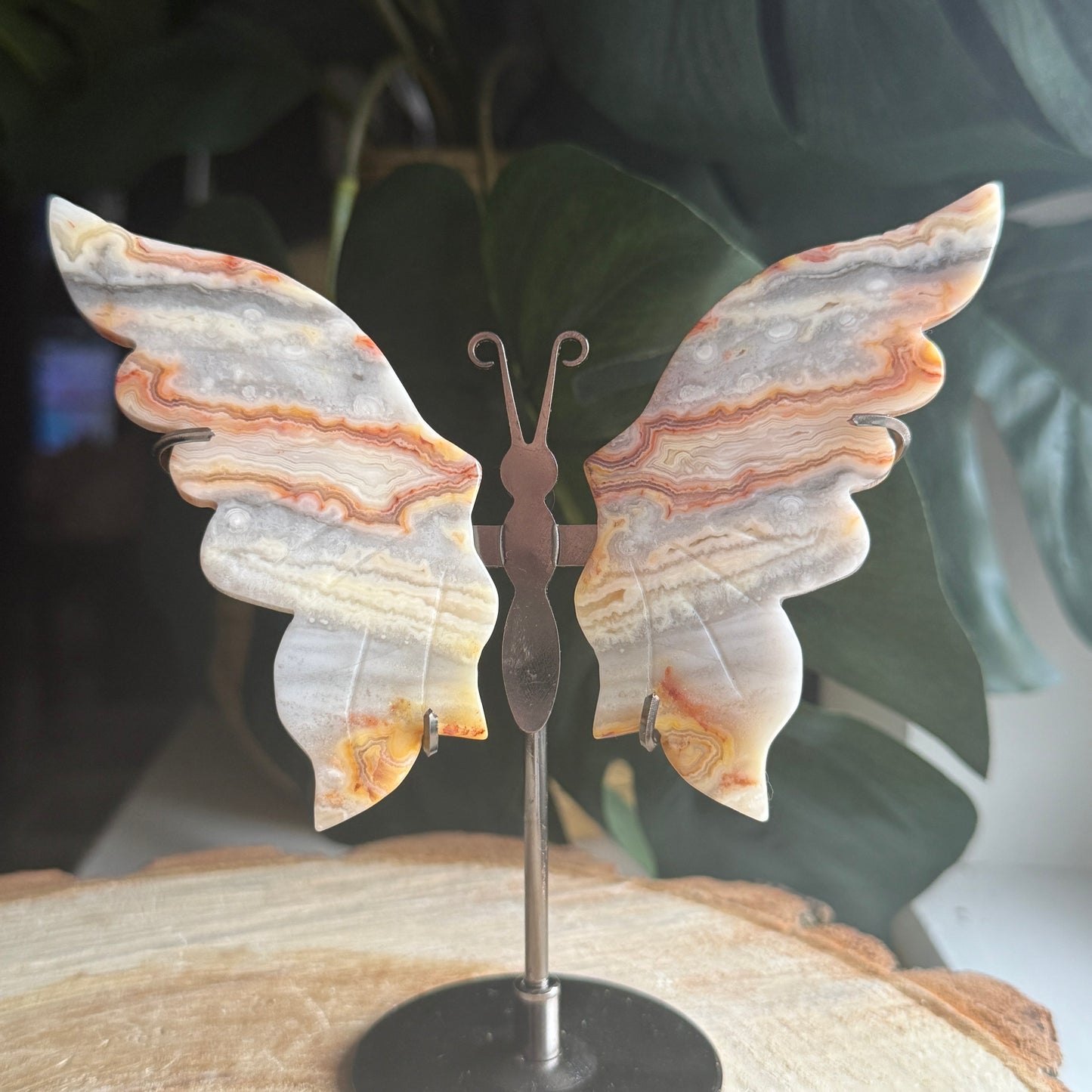 Crazy Lace Agate Butterfly Wings on Stand E