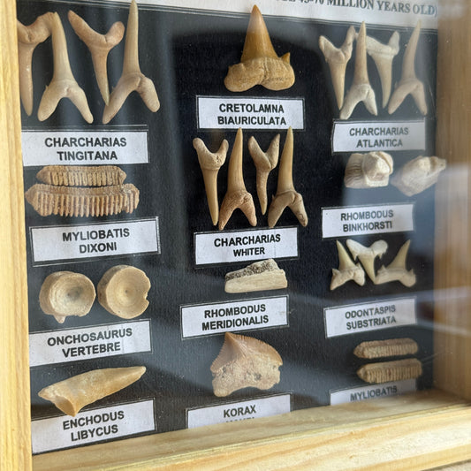 Fossils Shadow Box
