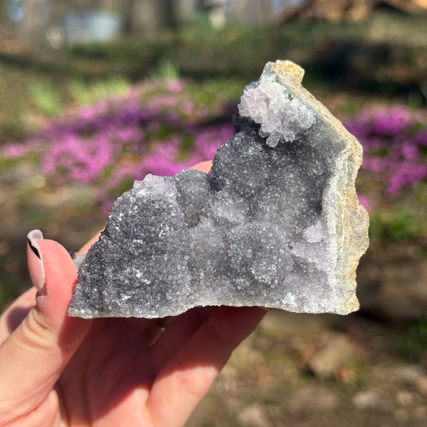 Amethyst Pine