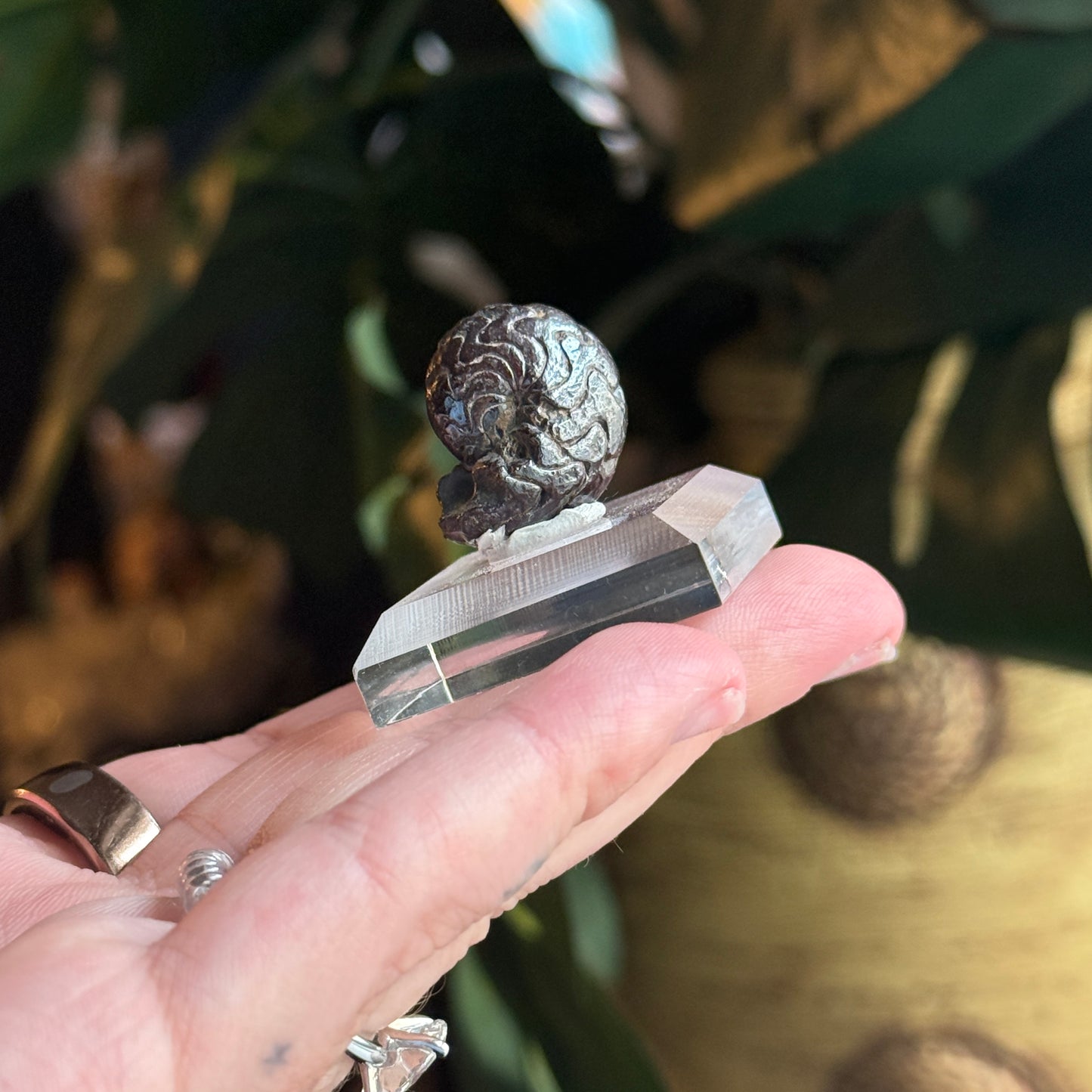Goniatite Fossil