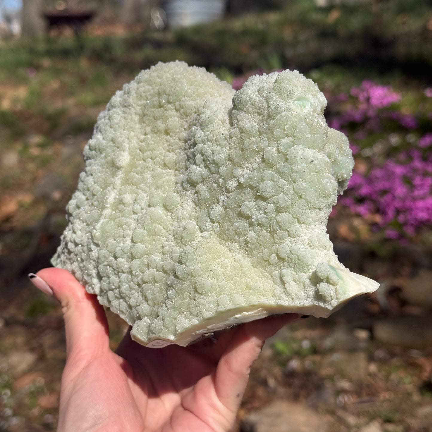 Amethyst Pine