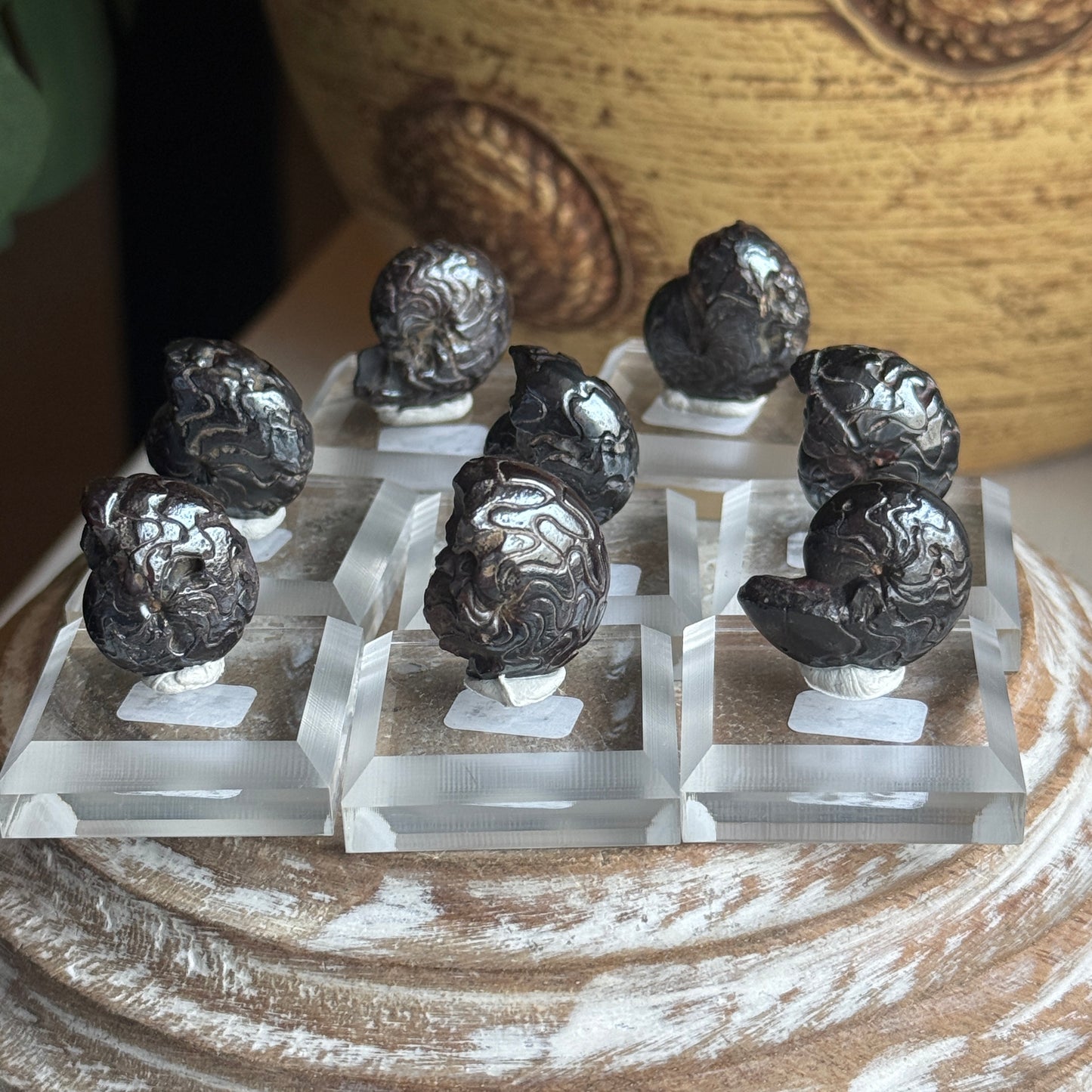 Goniatite Fossil