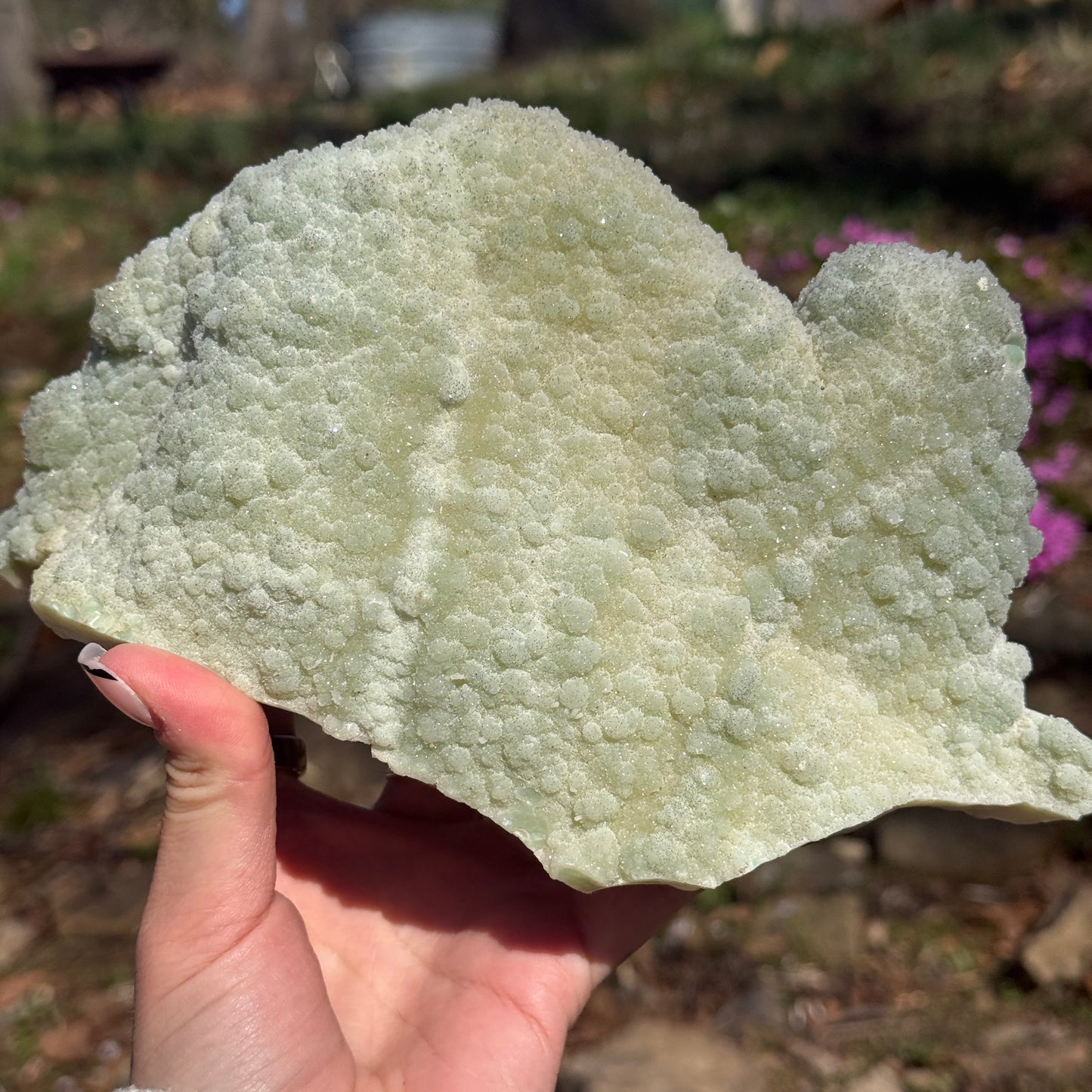 Amethyst Pine