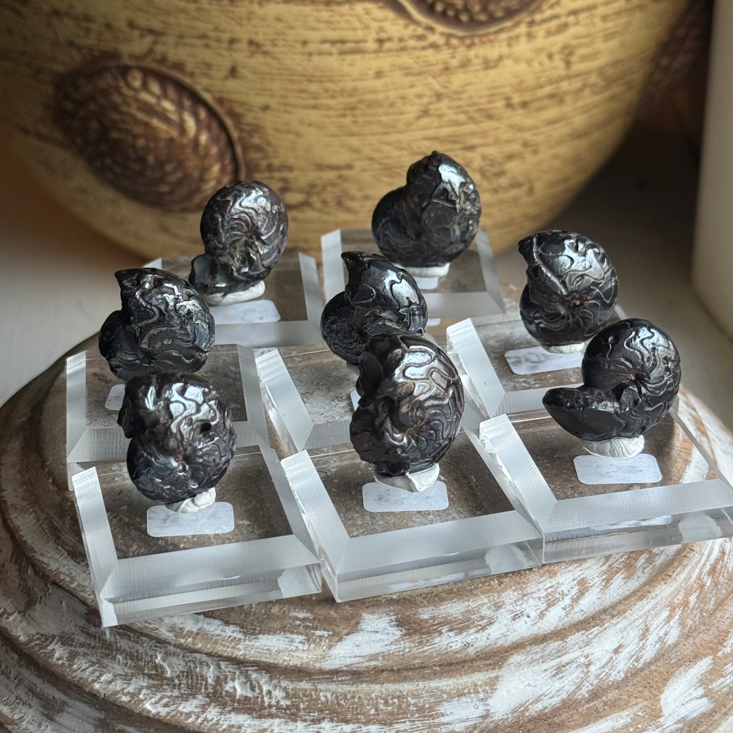 Goniatite Fossil