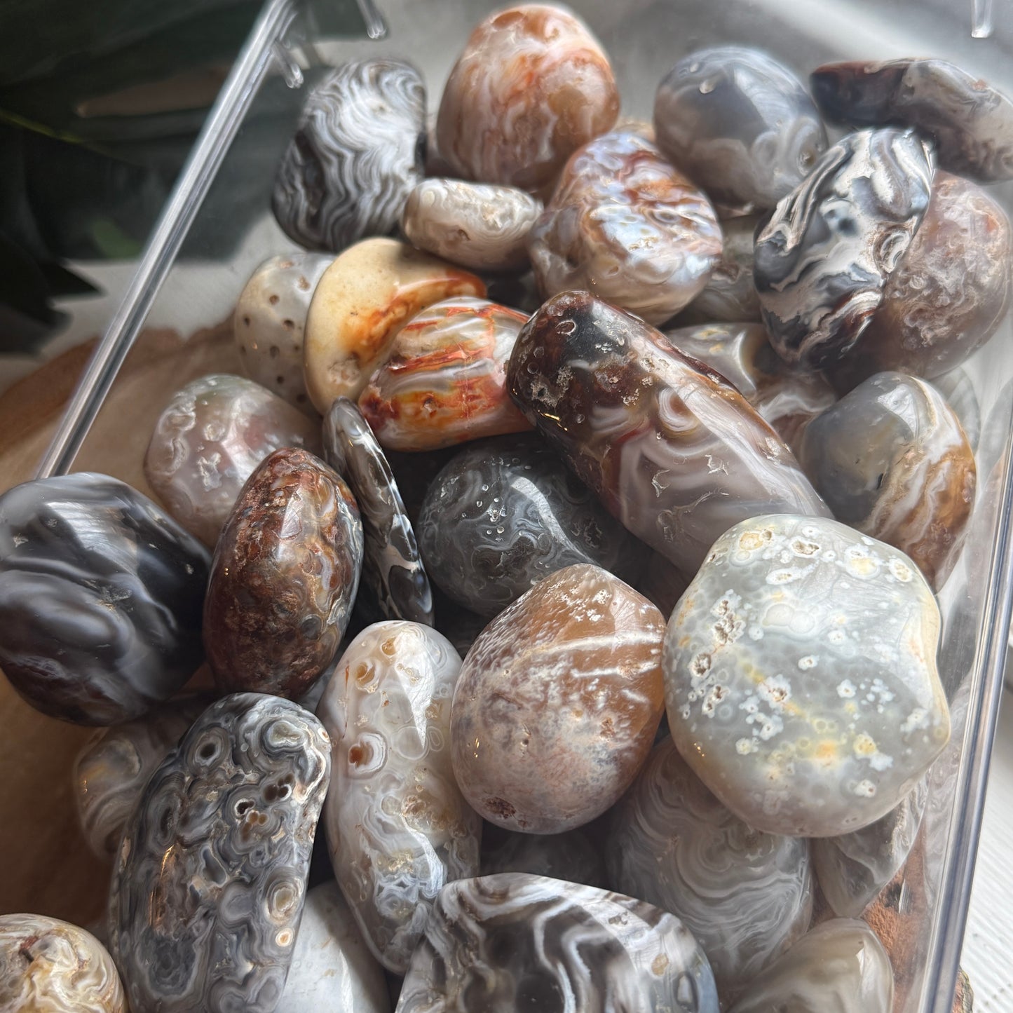 Occo Agate (tiff picks)