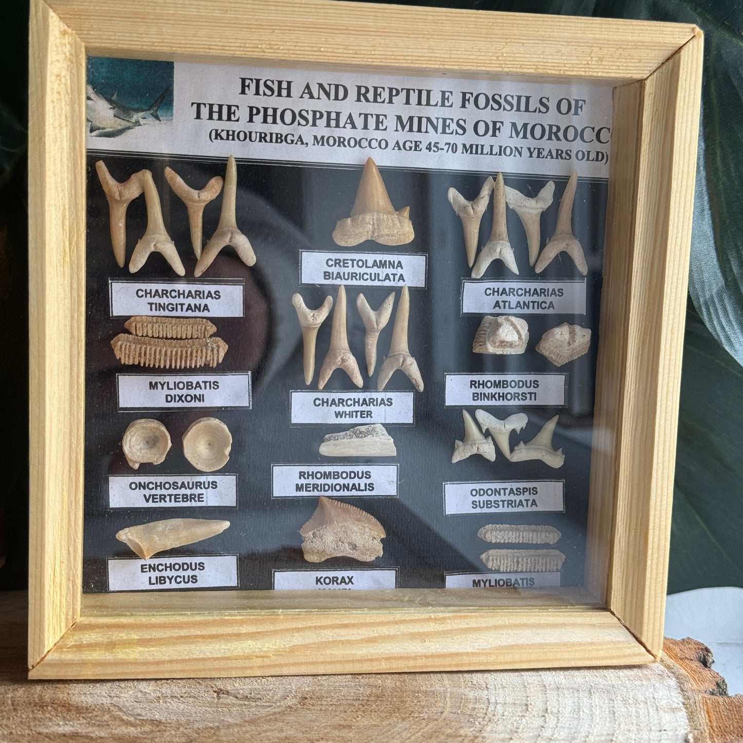 Fossils Shadow Box