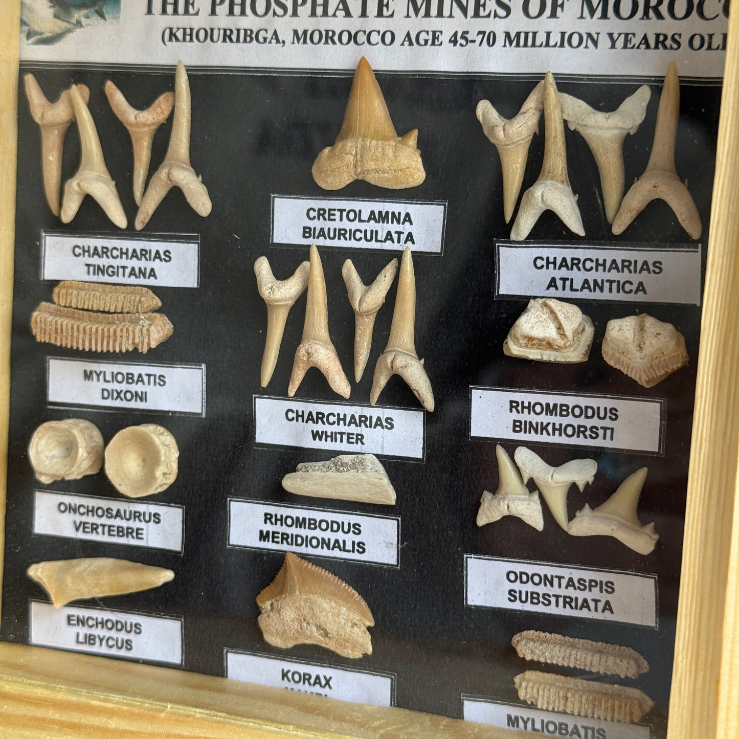 Fossils Shadow Box