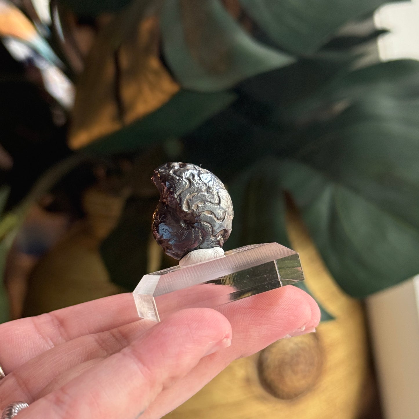 Goniatite Fossil